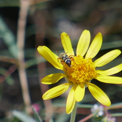 Trichodes peninsularis