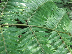 Cyathea capensis