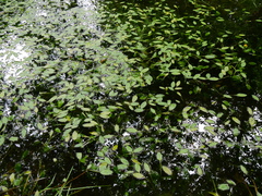 Potamogeton polygonifolius