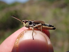 Gomphoceridius brevipennis