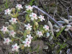 Stoeberia frutescens