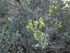 Stoeberia frutescens