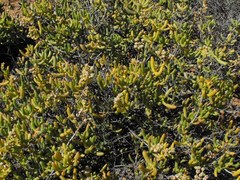 Stoeberia frutescens