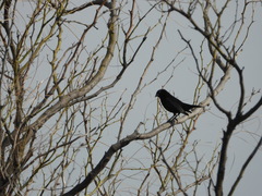 Molothrus bonariensis