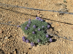 Lupinus breweri bryoides