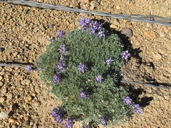 Lupinus breweri bryoides
