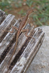 Anolis gingivinus