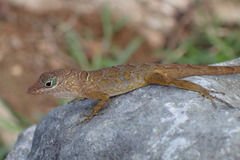 Anolis pogus