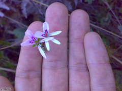 Pelargonium tabulare
