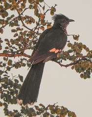 Clamator levaillantii