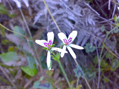 Pelargonium tabulare