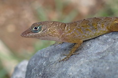Anolis pogus
