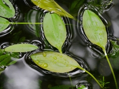 Potamogeton polygonifolius