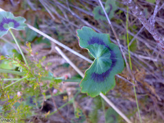 Pelargonium tabulare
