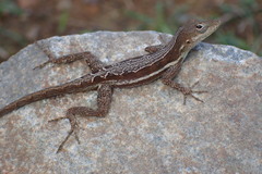 Anolis gingivinus