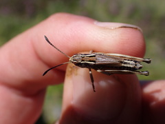 Gomphoceridius brevipennis
