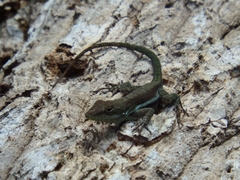 Anolis gingivinus