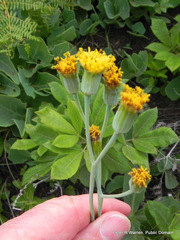 Senecio rhomboideus
