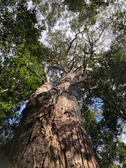Eucalyptus microcorys