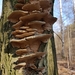 Phellinus conchatus - Photo (c) bodhiheera, some rights reserved (CC BY-NC), uploaded by bodhiheera