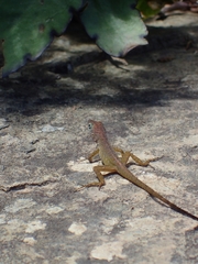 Anolis pogus