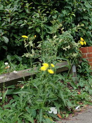 Sonchus arvensis