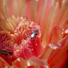 Macrotera