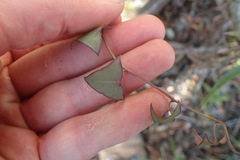 Senecio macroglossus