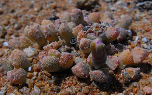Stomatium alboroseum image