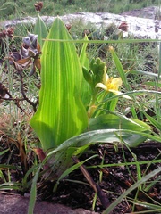 Hypoxis colchicifolia