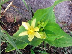 Hypoxis colchicifolia