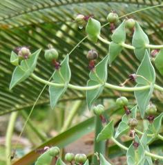 Euphorbia monteiroi