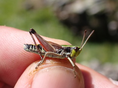 Gomphoceridius brevipennis