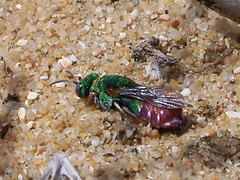 Parnopes grandior