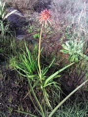 Kniphofia coddiana