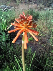 Kniphofia coddiana