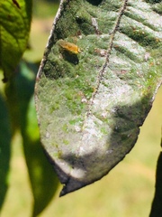 Bactericera cockerelli