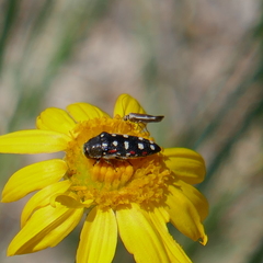 Acmaeodera gibbula
