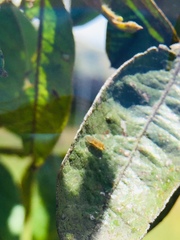 Bactericera cockerelli