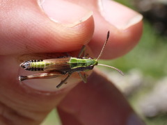 Gomphoceridius brevipennis