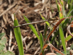 Platycnemis acutipennis