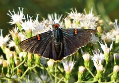 Phocides polybius phanias