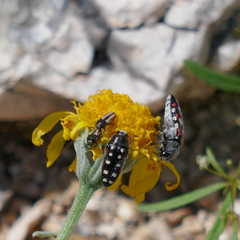 Acmaeodera quadrivittatoides