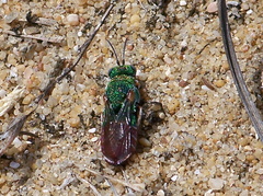 Parnopes grandior