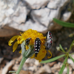 Acmaeodera gibbula