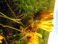 Berkheya speciosa