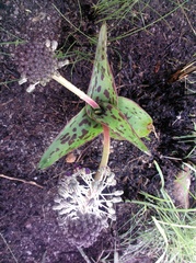Ledebouria revoluta