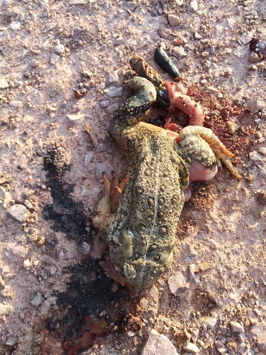 Woodhouse's Toad photographed in South Dakota
