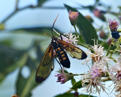 Isanthrene incendiaria