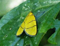 Chrysauge catenulata